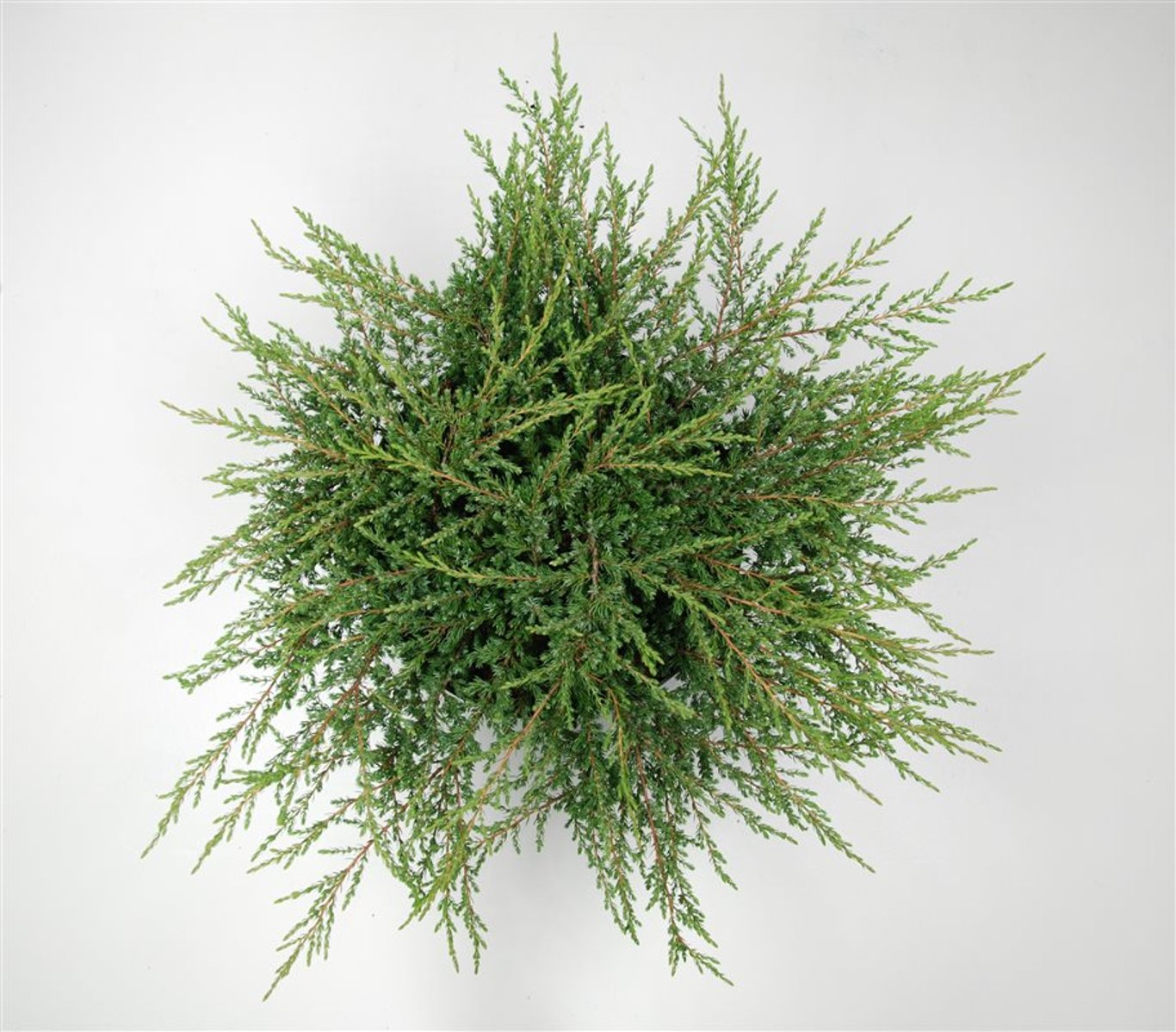 Juniperus comm. 'Repanda' - C5 30-40 CM